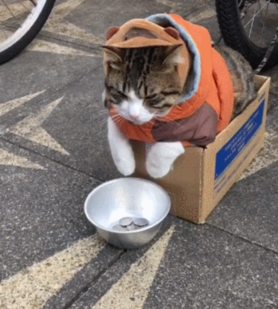 网友美食街遇见一只求包养的猫咪:摸一次五元