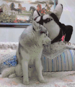 大王爆笑gif趣图:陈伟霆演戏时是不是对女演员脖子有