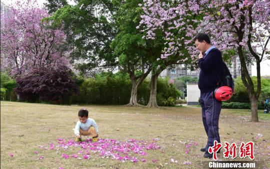 图为民众在紫荆花下玩耍 林馨 摄