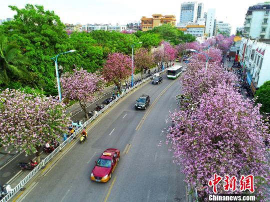 图为航拍柳州市三中路，道路两旁种满紫荆花。　王以照 摄