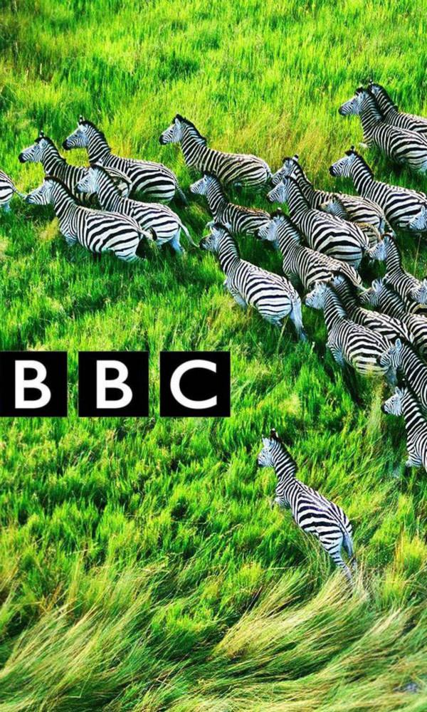 BBC的自然纪录片,墙都不扶就服你!