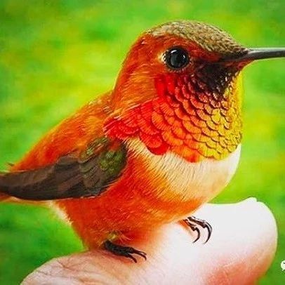 世界最小的鸟：蛋只咖啡豆大 交配季会变出“红盖头”