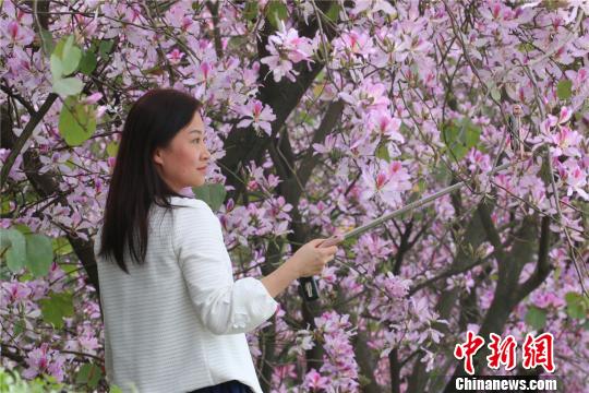 图为民众在紫荆花海里自拍 林馨 摄