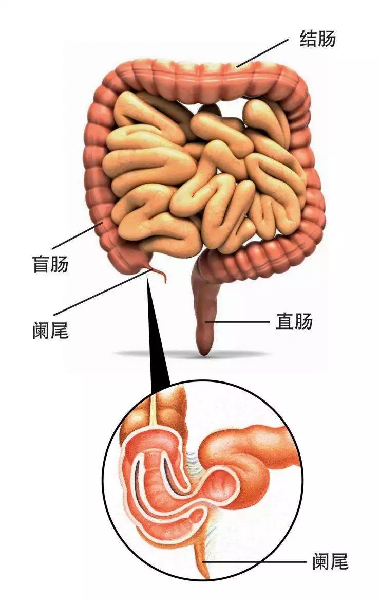 盲肠的位置在人体腹腔里靠近肚脐右下方大肠的起点上,一头是闭合的.