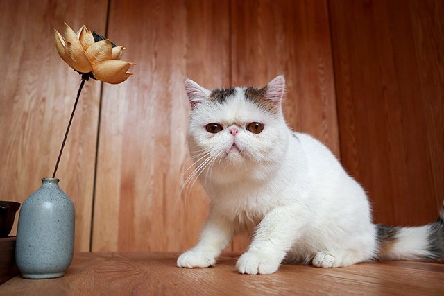 好看好用还不贵 女生买微单选它准没错 