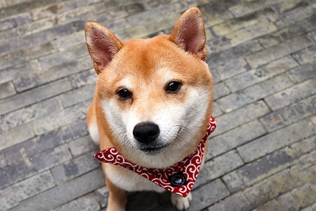 好看好用还不贵 女生买微单选它准没错 