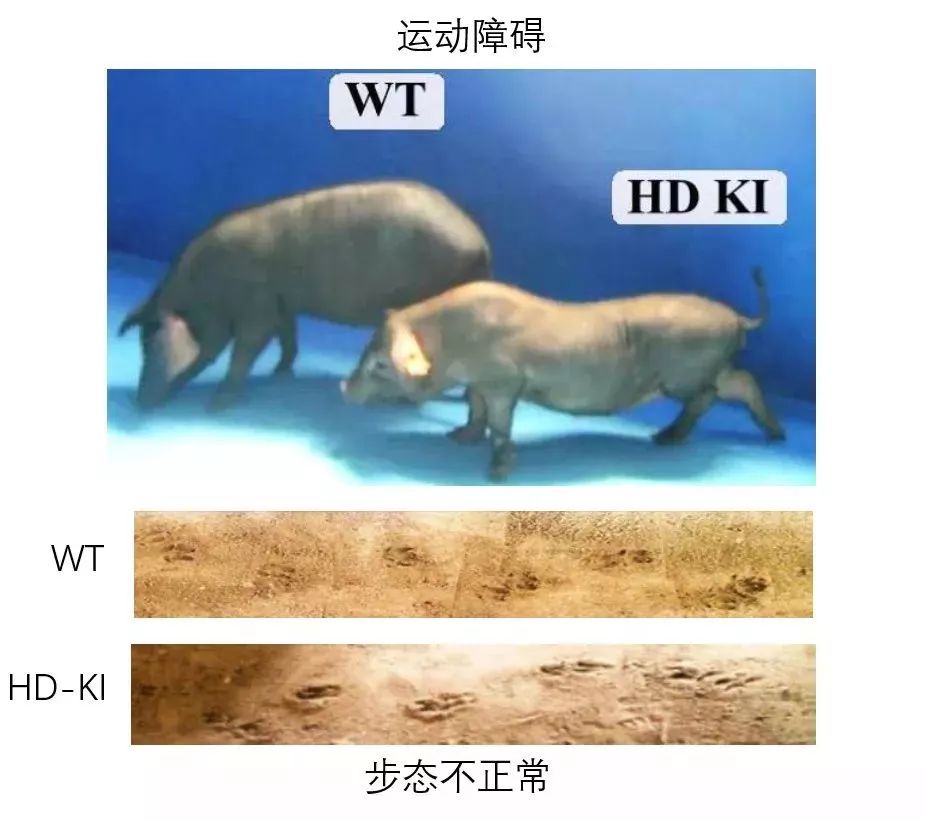 “二师兄”立新功！世界首例亨廷顿舞蹈病基因