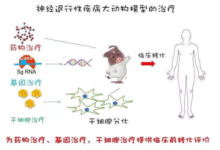 “二师兄”立新功！世界首例亨廷顿舞蹈病基因