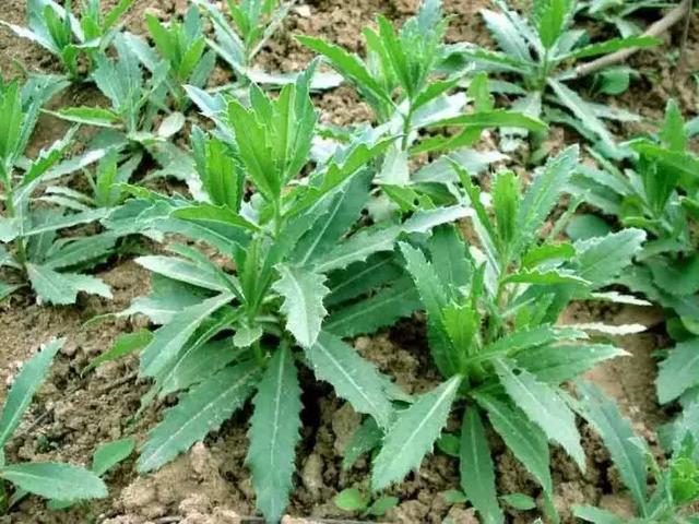 贵州人春天常吃的40种野菜,好吃又抗病,你认得