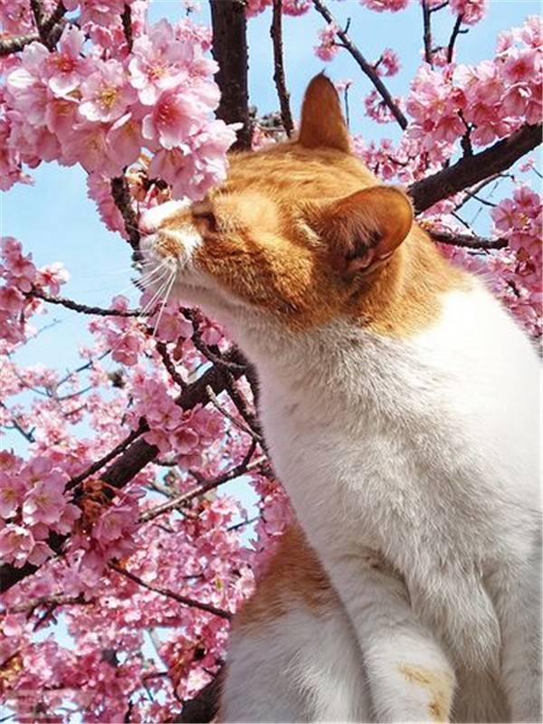 主人带猫外拍樱花的照片,真是美到哭,来感受下