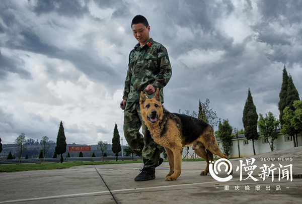汶川地震功勋搜救犬的黄昏,它们随时可能会离