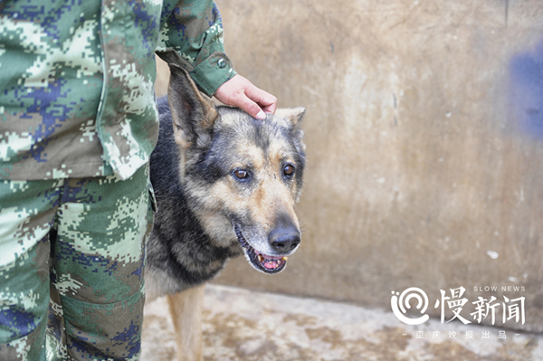 汶川地震功勋搜救犬的黄昏,它们随时可能会离