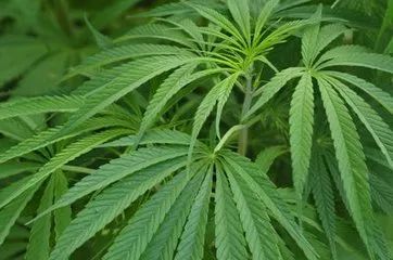 毒品原植物,非法种植适用的法律条文有哪些?