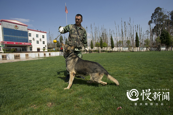 汶川地震功勋搜救犬的黄昏,它们随时可能会离
