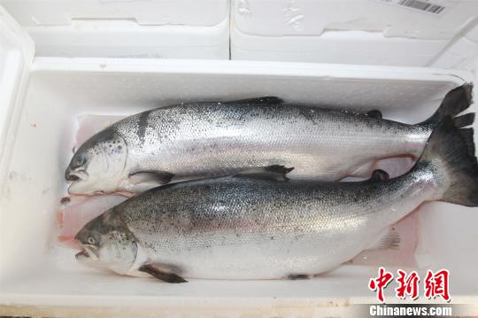 2018年3月27日，广州海关破获“727”走私冻三文鱼案，图为涉案走私冻三文鱼。　刘�D�� 摄