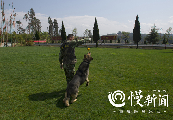汶川地震功勋搜救犬的黄昏,它们随时可能会离