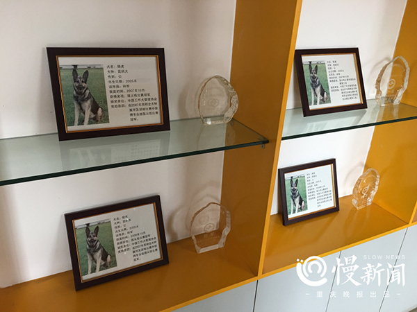 汶川地震功勋搜救犬的黄昏,它们随时可能会离