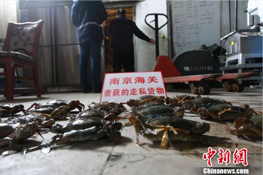 南京海关近期破获了一起走私海蟹大案，案值达2.85亿元。　衣晓东 摄
