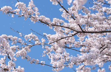 樱花林   微风吹过,随风飘摇       纷纷洒洒,美不胜收 快约