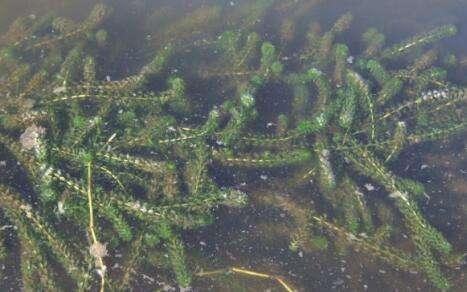 养殖龙虾的池塘种什么水草植物好?