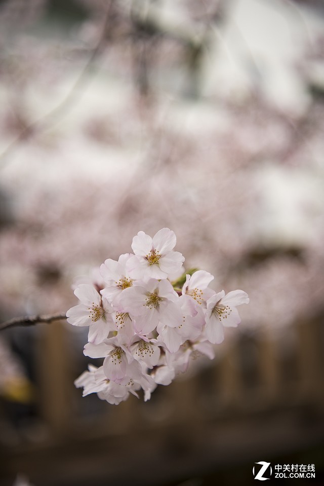 暖春踏青手册：最值得拍樱花的目的地推荐 