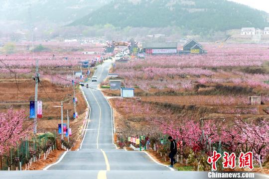 在刘台桃花源景区13公里长的肥桃路两侧，桃树沿山地地形自然错落分布，隔而不绝，层次分明。　梁�� 摄