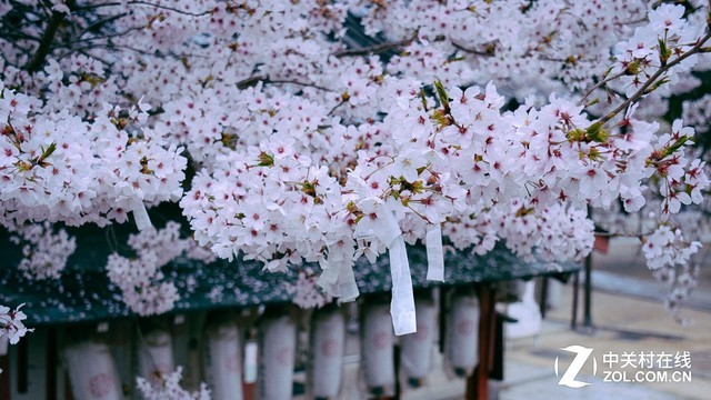 暖春踏青手册：最值得拍樱花的目的地推荐 