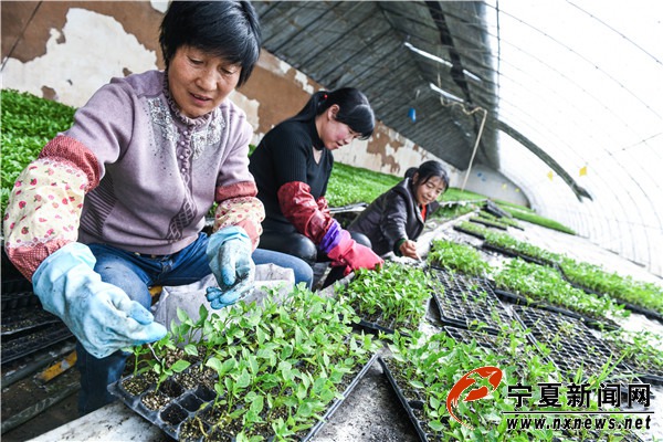 顶级娱乐,顶级娱乐