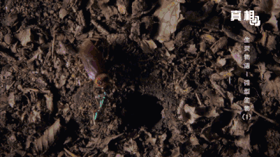 《21点档》 《生灵物语—微型生物1》