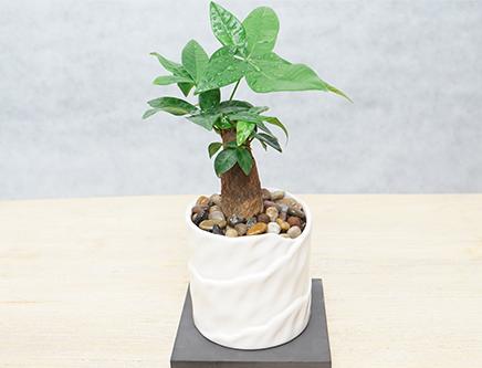 以后鸡蛋壳别扔了!教你鸡蛋壳的妙用,家里的花