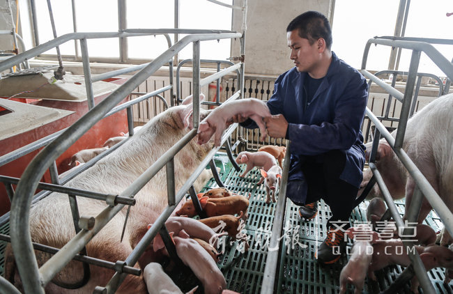 济宁大学生回乡创业养猪,给猪安空调,抱小猪玩