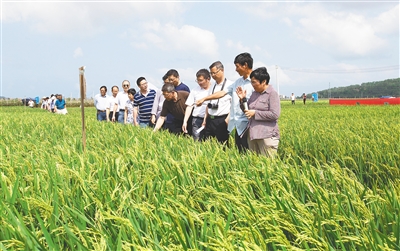 多元化助力海南实施乡村振兴战略