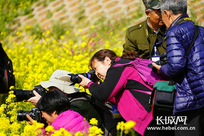 常馨谷里花飘香 长城拍客畅漾花海间