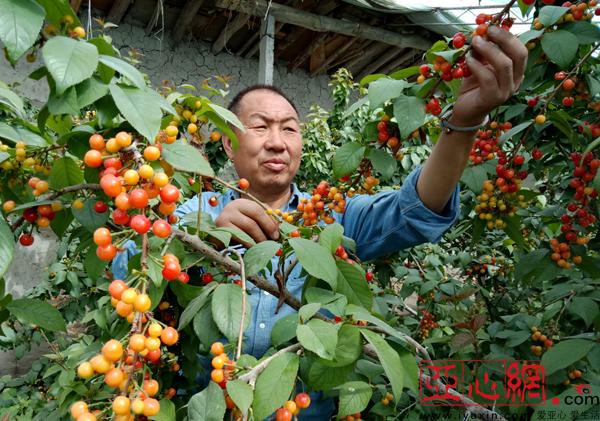 新疆库尔勒市阿瓦提乡大棚樱桃满枝头