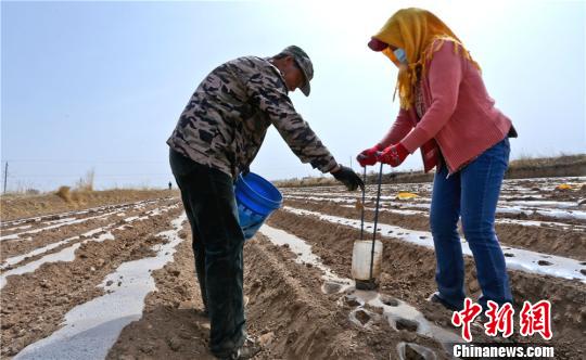 位于祁连山北麓的甘肃省民乐县属沿山冷凉地区，气候和土壤适合马铃薯的生长，马铃薯种植已成为6万种植农户增收致富的新途径。图为4月10日，村民在田间辛勤劳作，种植马铃薯。　王将 摄
