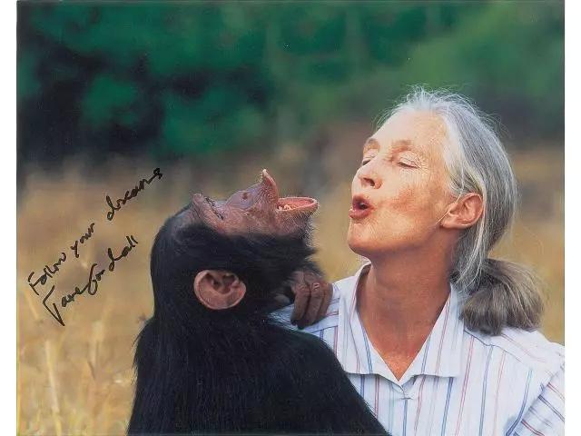 走向荒野与黑猩猩共舞,她是科学界当之无愧的女神