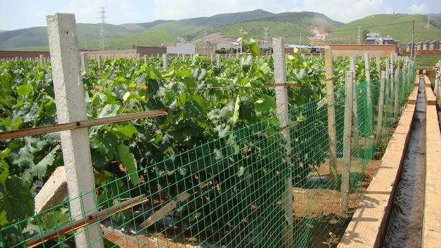 如今在农村,哪些项目最符合未来的发展趋势?