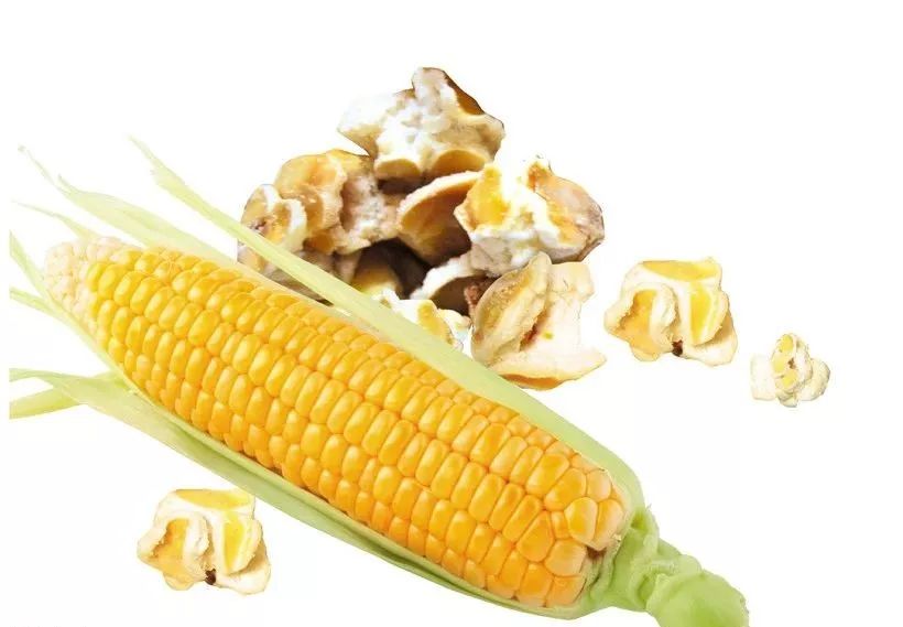 玉米行情河北玉米多少钱 90279AE83DEC5D6C925DB03D10691AF6A2CD8AE1_size44_w820_h569.jpeg