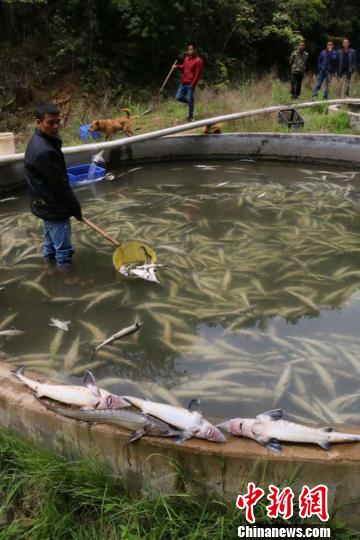 图为养殖户正在打捞死亡的鲟鱼。　颜新阳摄