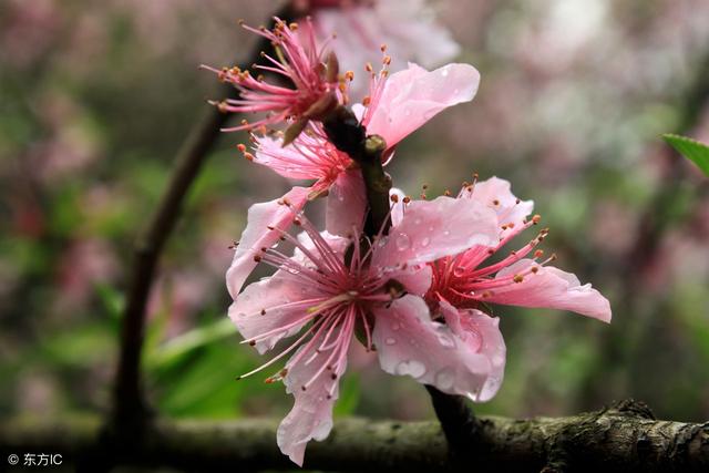 桃花谢了,我还在等你