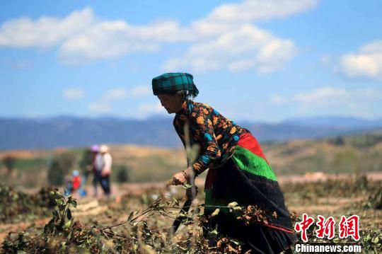 一名彝族大妈在梅雨镇易地扶贫集中安置点休闲广场整理树枝　王磊　摄