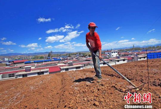 一名彝族男子在梅雨镇金山村安置点傍边的耕地上种植中药材　王磊　摄
