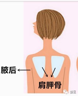 明星 正文  肩胛骨也叫胛骨,琵琶骨.