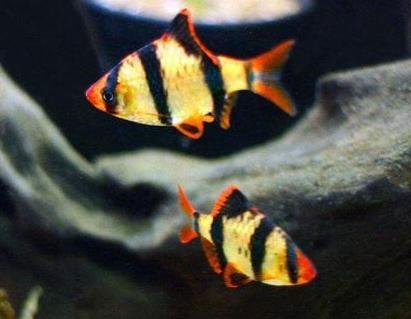 养好虎皮鱼 这几个方面必须知道