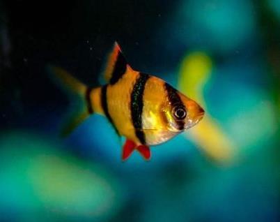 养好虎皮鱼 这几个方面必须知道