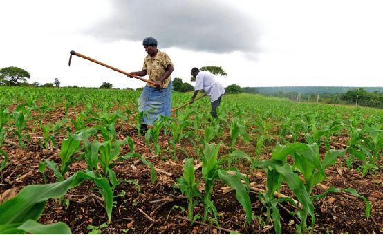 赞比亚政府积极应对气候变化,致力推动农业发