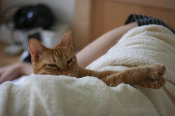 孕妇免惊!怀孕了还是可以养猫 认识猫咪弓浆虫