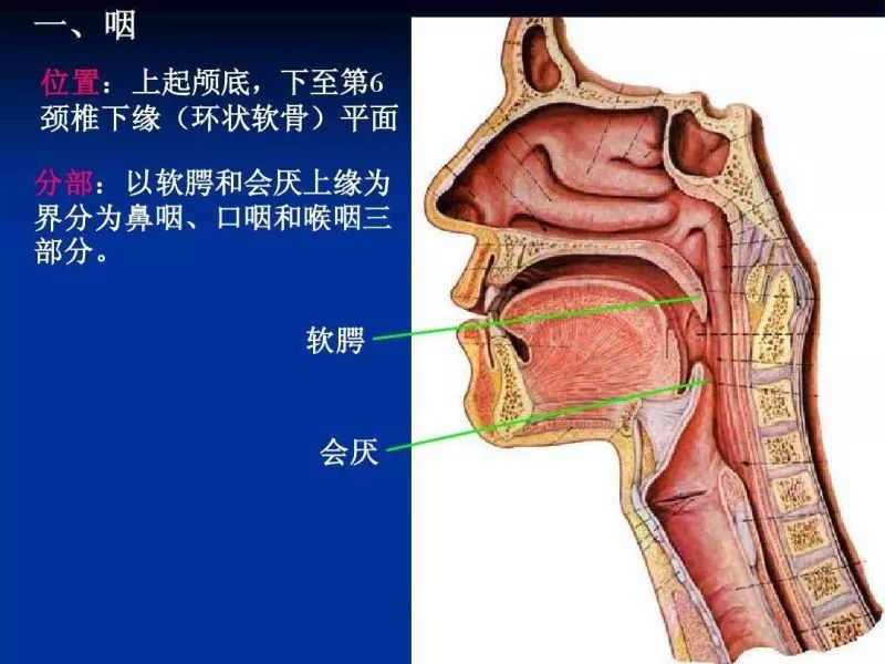 跟嗓子疼很像,一旦犯病5分钟