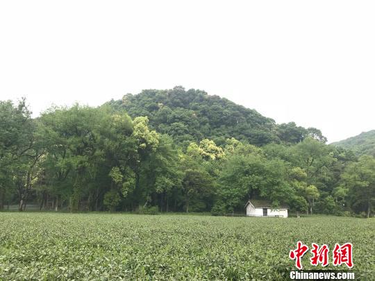 绿水青山环绕下的杭州某茶园。　张斌 摄