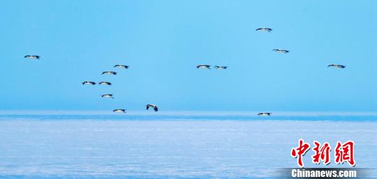 兴凯湖上的候鸟(卜炳昊摄)